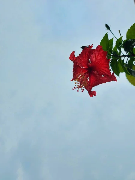 Красный Цветок Название Bunga Sepatu Hibiscus Rosa Sinensis Красный Гибискус — стоковое фото
