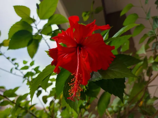Vörös Virág Név Bunga Sepatu Vagy Hibiscus Rosa Sinensis Vagy — Stock Fotó