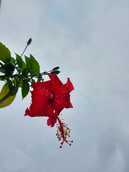 Vörös Virág Név Bunga Sepatu Vagy Hibiscus Rosa Sinensis Vagy — Stock Fotó