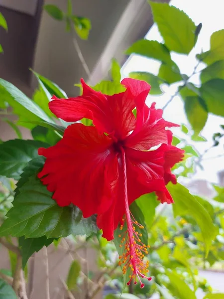 Vörös Virág Név Bunga Sepatu Vagy Hibiscus Rosa Sinensis Vagy — Stock Fotó