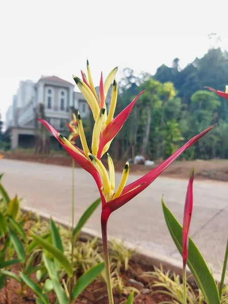 海带花 Heliconia Psittacorum 或海带花 Heliconia Hirsuta 或海带花 Bihai Harrisiana Grigss — 图库照片