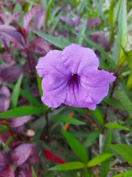 Stängt Ruellia Simplex Eller Mexikanska Petuniaor Mexikanska Blåklocka Eller Brittons — Stockfoto