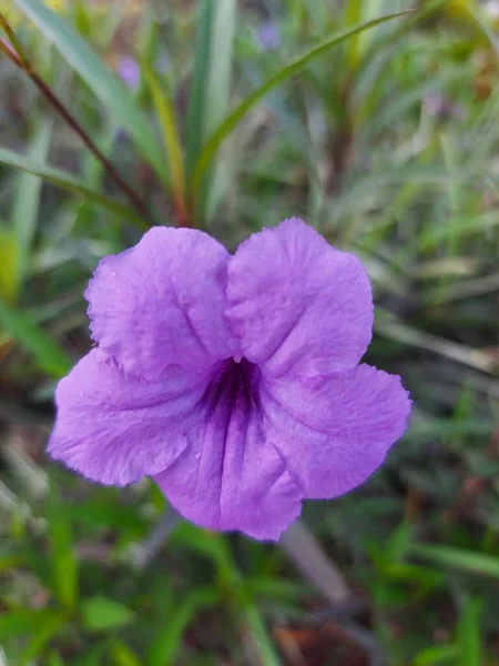 Stängt Ruellia Simplex Eller Mexikanska Petuniaor Mexikanska Blåklocka Eller Brittons — Stockfoto