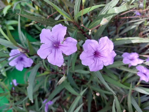 Uzavřený Ruellia Simplex Nebo Mexická Petuniaor Mexické Bluebell Nebo Britton — Stock fotografie