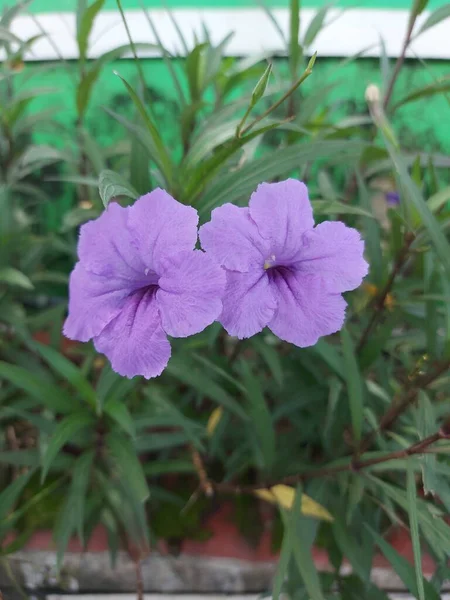 Lezárták Ruellia Simplexet Vagy Mexikói Petúniát Vagy Mexikói Bluebellt Vagy — Stock Fotó