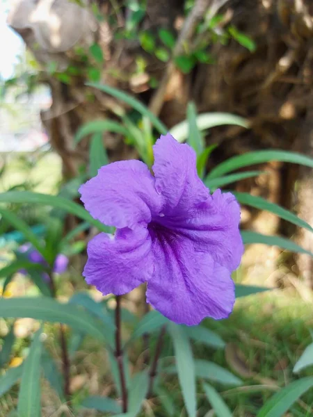 Zamknięte Ruellia Simplex Lub Meksykańskiej Petuniaor Meksykański Bluebell Lub Dzikiej — Zdjęcie stockowe