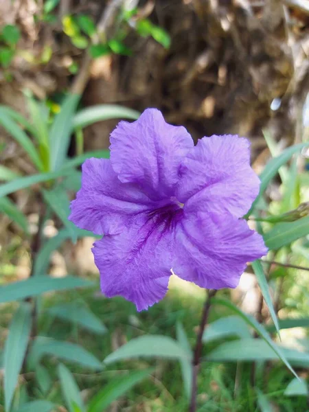 Stängt Ruellia Simplex Eller Mexikanska Petuniaor Mexikanska Blåklocka Eller Brittons — Stockfoto