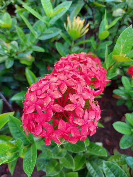 Ixora Chinensis Ixora China Geranio Selvático Ixoroideae Hay Flores Amarillas — Foto de Stock