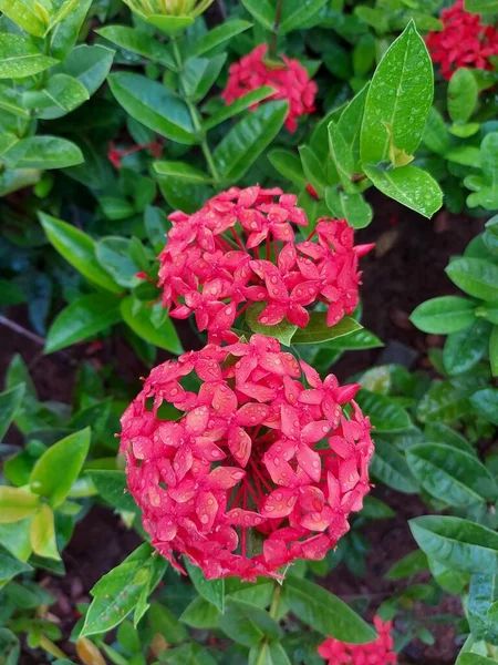 Ixora Chinensis Китайская Иксора Джунгли Герань Иксороевые Жёлтый Красный Цветок — стоковое фото