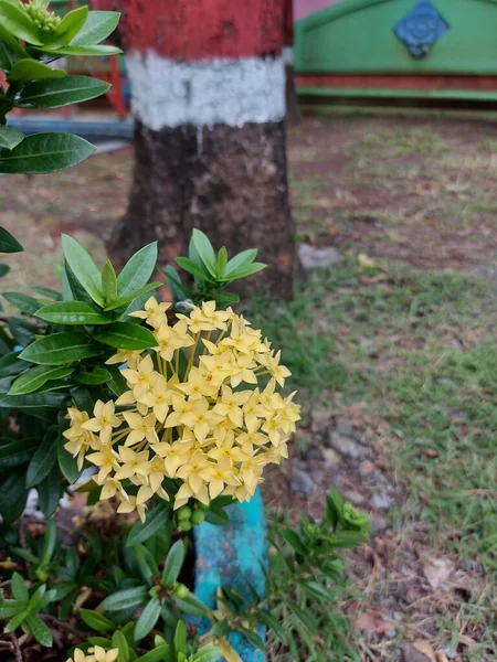 Ixora Chinensis Chinese Ixora Jungle Geranium Ixoroideae Υπάρχουν Κίτρινα Και — Φωτογραφία Αρχείου