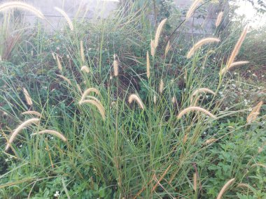 Ilalang rumput yalancılığı veya setaria viridis veya cogon otu veya setaria faberi veya fıskiyeler veya yeşil tilki kuyruğu veya yeşil kılkuyruk veya vahşi tilki darı. Taze sabah titreşimleri