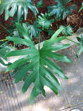 Ağaç filodendronu veya Thaumatophyllum bipinnatifidum veya Philodendron selloum veya xanadu. Büyük yeşil yaprak. Süslü bitki