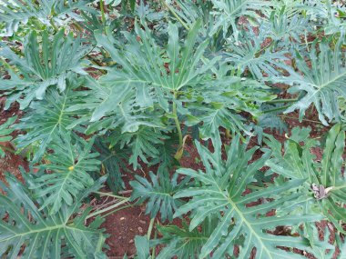 Ağaç filodendronu veya Thaumatophyllum bipinnatifidum veya Philodendron selloum veya xanadu. Büyük yeşil yaprak. Süslü bitki