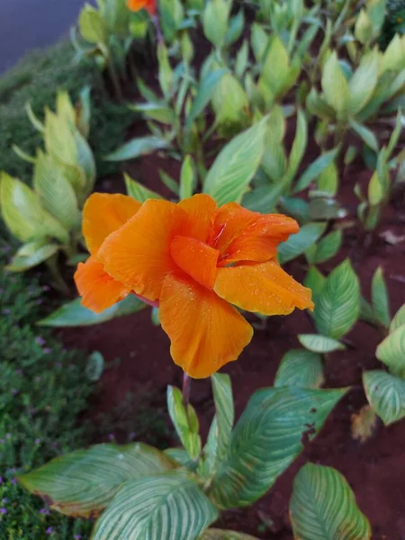 Flower Canna Yellow King Humbert Burbank Anthony Cleopatra Goldkrone Harlequin — Stock Photo, Image