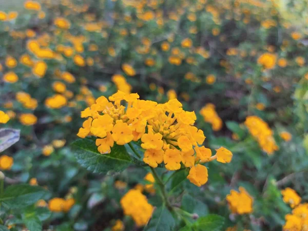 Blume Des Tahi Ayam Oder Saliara Oder Tembelekan Oder Lantana — Stockfoto