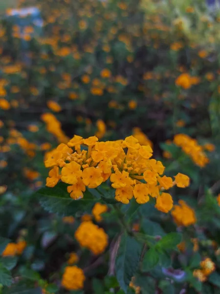 Flor Tahi Ayam Saliara Tembelekan Lantana Kuning Lantana Ocidental Indiana — Fotografia de Stock