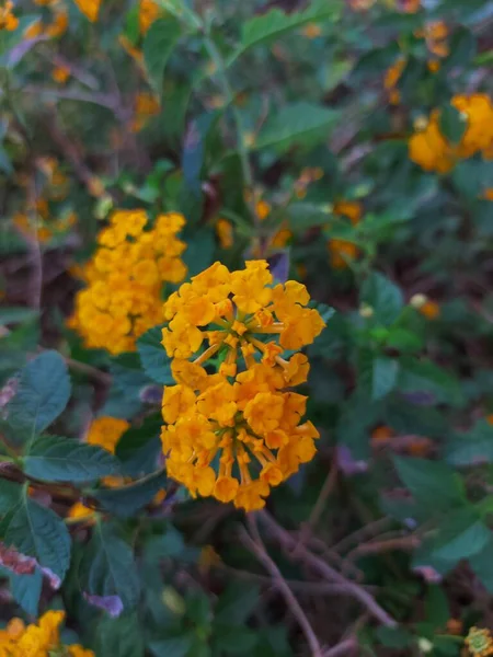 Flor Tahi Ayam Saliara Tembelekan Lantana Kuning Lantana Ocidental Indiana — Fotografia de Stock