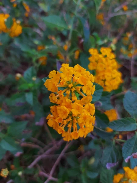 Flor Tahi Ayam Saliara Tembelekan Lantana Kuning Lantana Ocidental Indiana — Fotografia de Stock