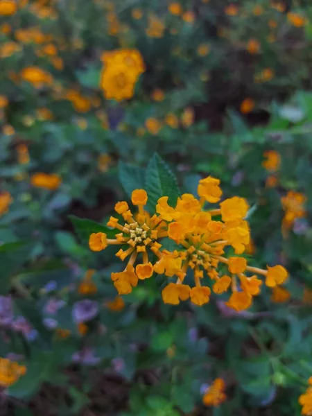 Flor Tahi Ayam Saliara Tembelekan Lantana Kuning Lantana Ocidental Indiana — Fotografia de Stock