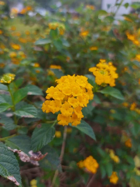 Virág Tahi Ayam Vagy Saliara Vagy Tembelekan Vagy Lantana Kuning — Stock Fotó