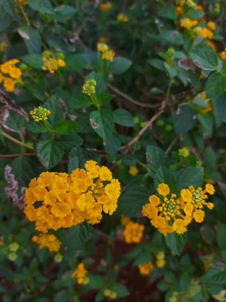 Цветок Тахи Айям Слюна Tembelekan Lantana Kuning Западно Индийской Lantana — стоковое фото