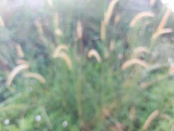 Ilalang Rumput Liar Setaria Viridis Cogon Grass Setaria Faberi Fountaingrasses — Stock Photo, Image