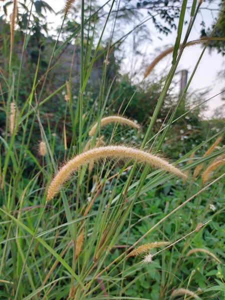 Ilalang Rumput Liar Setaria Viridis Cogon Grass Setaria Faberi Fountaingrasses — Stock Photo, Image