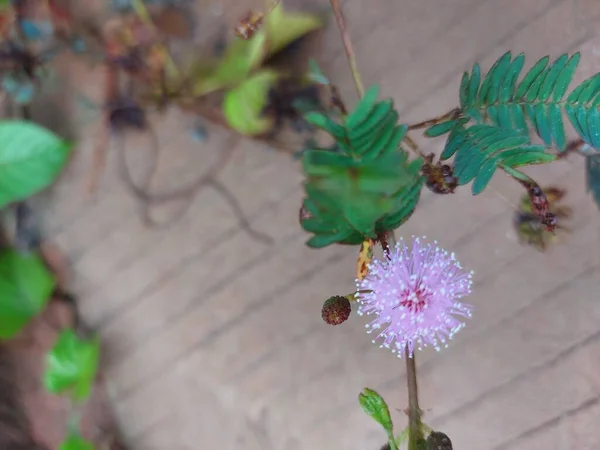 Blume Von Putri Malu Oder Mimosa Strigillosa Oder Mimose Pudica — Stockfoto
