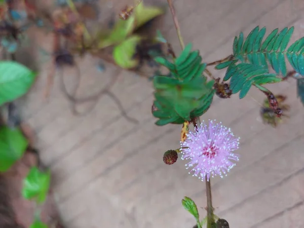 Flor Putri Malu Mimosa Strigillosa Mimosa Pudica Sol Mimosa Pulverizadora — Foto de Stock