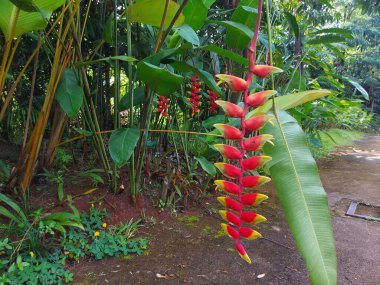 Tanaman hias Pisang pisangan bali veya Heliconia rostrata veya sahte cennet kuşu veya asılı ıstakoz veya kırmızı palulu. Uzun ömürlü bir bitkidir. Süs bitkisi. Seçici odak. 