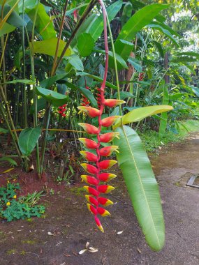 Tanaman hias Pisang pisangan bali veya Heliconia rostrata veya sahte cennet kuşu veya asılı ıstakoz veya kırmızı palulu. Uzun ömürlü bir bitkidir. Süs bitkisi. Seçici odak. 