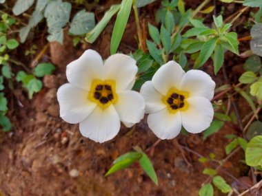 Tanaman hias Bunga pukul delapan veya Turnera ulmifolia veya subulata veya turberaceae veya West Indian Holly. Seçici odaklanma. Beyaz sarı çiçek. Sabah titreşimleri