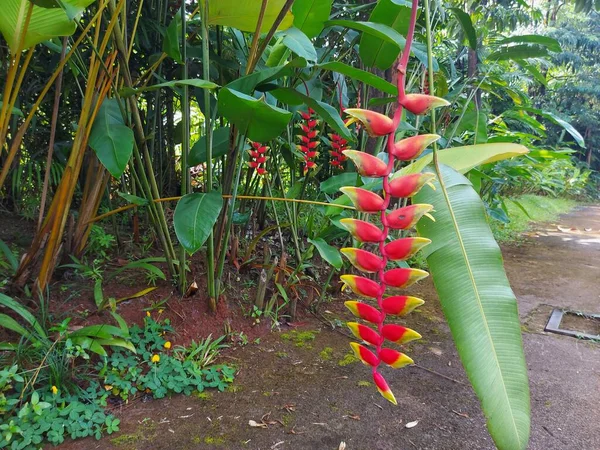 Tanaman hias Pisang pisangan bali veya Heliconia rostrata veya sahte cennet kuşu veya asılı ıstakoz veya kırmızı palulu. Uzun ömürlü bir bitkidir. Süs bitkisi. Seçici odak. 