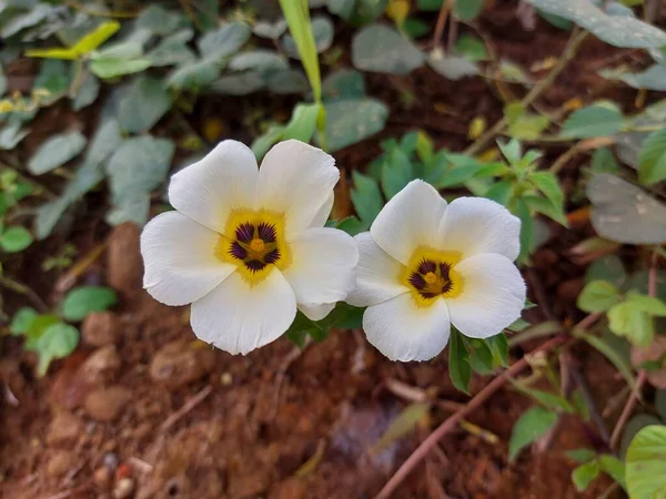 Tanaman Hias Bunga Pukul Delapan Turnera Ulmifolia Subulata Turberaceae West — Foto de Stock