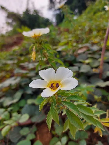 Tanaman Hias Bunga Pukul Delapan Veya Turnera Ulmifolia Veya Subulata — Stok fotoğraf