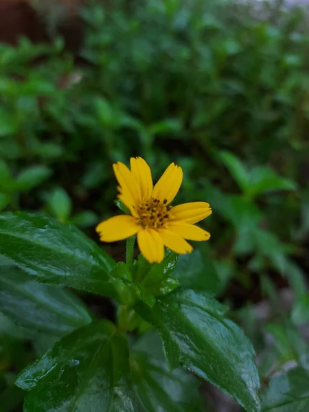 Blume Der Wedelia Chinensis Oder Sphagneticola Trilobata Oder Der Bay — Stockfoto