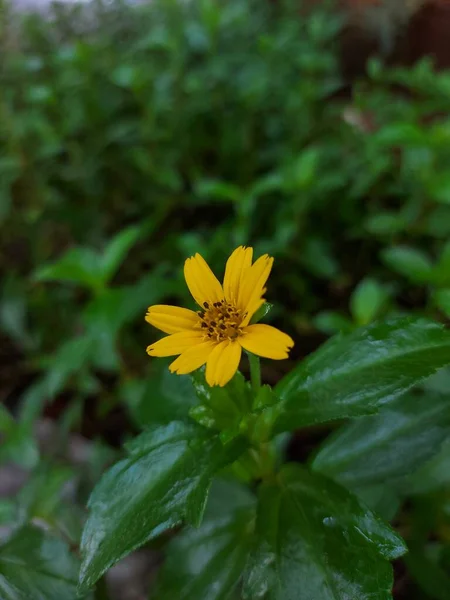 Blume Der Wedelia Chinensis Oder Sphagneticola Trilobata Oder Der Bay — Stockfoto