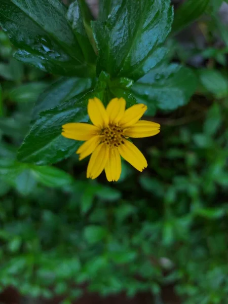 Flor Wedelia Chinensis Sphagneticola Trilobata Olho Boi Rastejante Baía Biscaia — Fotografia de Stock