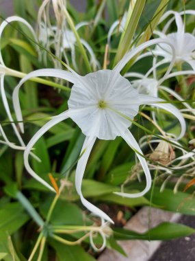 Plaj zambağı veya qymenocallis speciosa 'sının seçici odak noktası