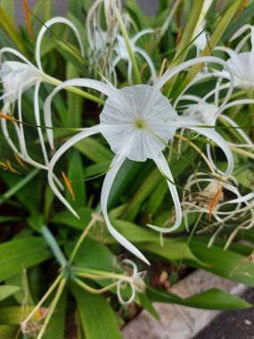 Plaj zambağı veya qymenocallis speciosa 'sının seçici odak noktası
