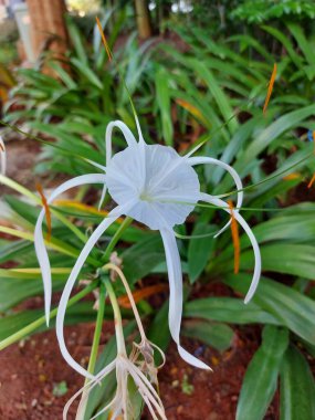 Plaj zambağı veya qymenocallis speciosa 'sının seçici odak noktası