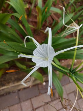 Plaj zambağı veya qymenocallis speciosa 'sının seçici odak noktası