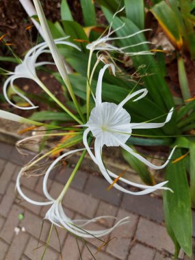 Plaj zambağı veya qymenocallis speciosa 'sının seçici odak noktası
