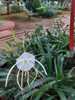 Plaj zambağı veya qymenocallis speciosa 'sının seçici odak noktası