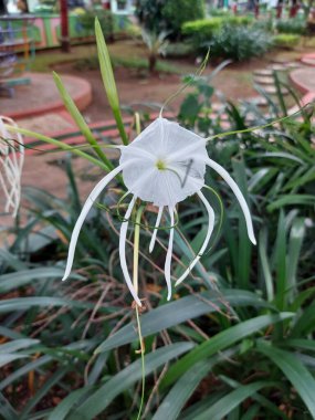 Plaj zambağı veya qymenocallis speciosa 'sının seçici odak noktası