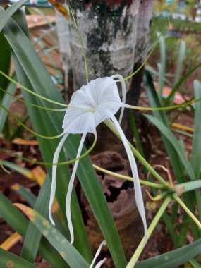 Plaj zambağı veya qymenocallis speciosa 'sının seçici odak noktası