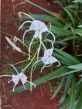 Plaj zambağı veya qymenocallis speciosa 'sının seçici odak noktası