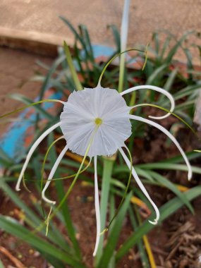 Plaj zambağı veya qymenocallis speciosa 'sının seçici odak noktası