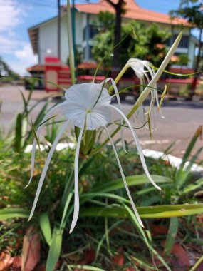 Plaj zambağı veya qymenocallis speciosa 'sının seçici odak noktası