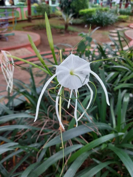 Plaj zambağı veya qymenocallis speciosa 'sının seçici odak noktası